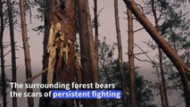 Ukrainian mortar unit holds its frontline position in a pine forest