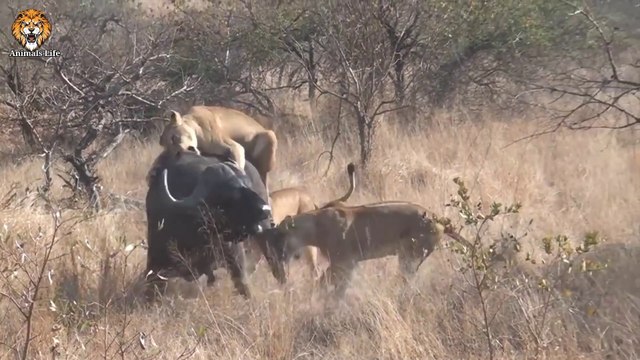 3 Lions Bring Down Buffalo In Epic Battle With Original Sound*Not For Sensitive Viewers*