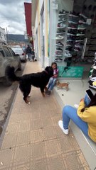 The Brave Dog of Our House