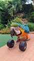 Parrot Practices Weightlifting