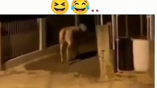 Funny comedy video cow and man 