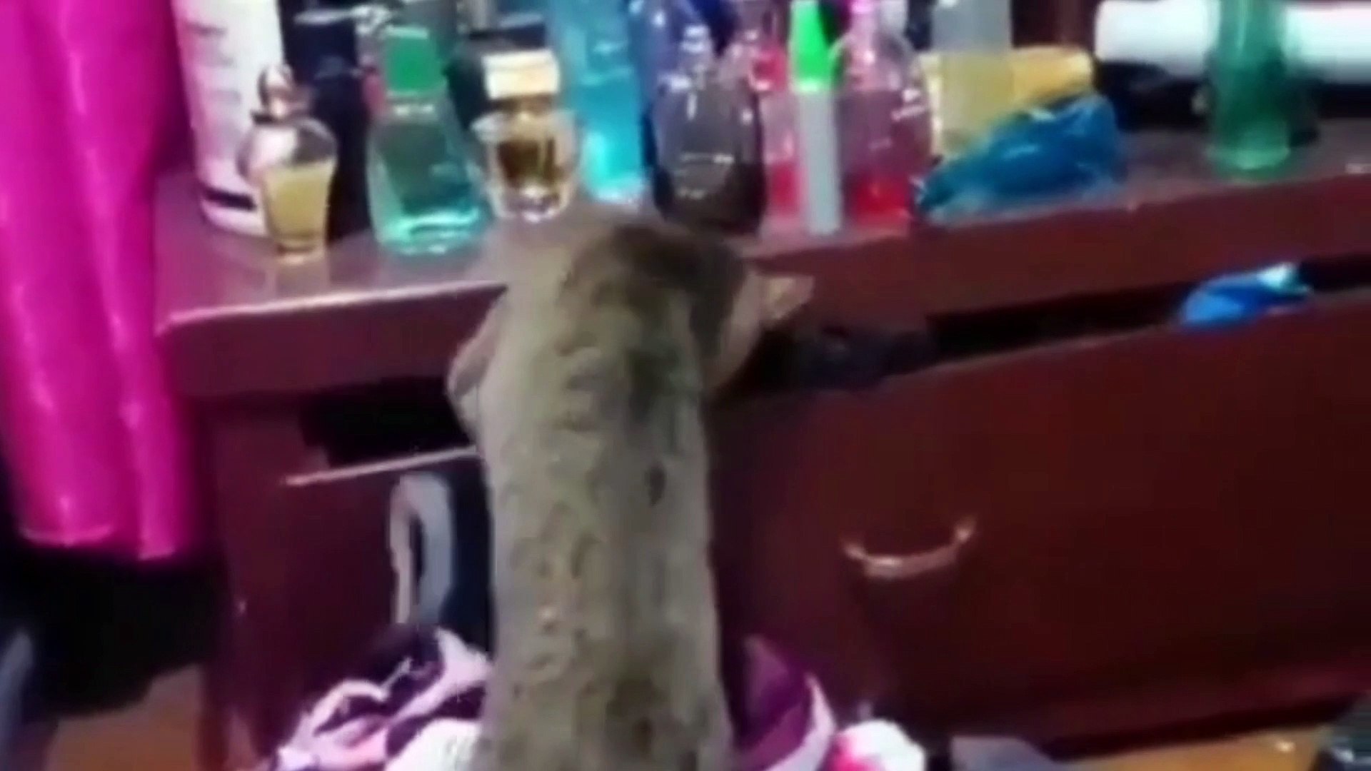 Funniest Animals 2023 | Most Funniest Animals 2023 | Funny Animals Video