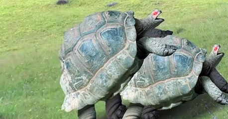 Dick Figures Dick Figures S02 E004 Lord Tourette’s Syndrome