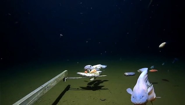 Des scientifiques filment le poisson vivant le plus profondément en mer au Japon