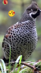 Discover the Stunning Beauty of Forest Birds 🌳