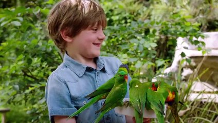 The Skies of Australia Are Painted Beautiful Colors With The Help of These Amazing Parrots