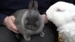 Ashford farm warning people to research before adopting rabbits this spring