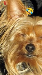 Cute dog showing tongue funny