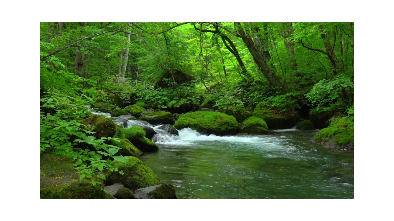 Forest  Nature / Rain Forest / World Best Nature in Forest  / Forest Scene