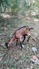 Cute Goat Eating Grass