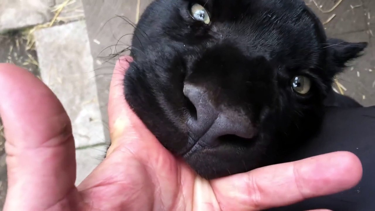 Un panthère noire un peu trop gourmande... miam une main