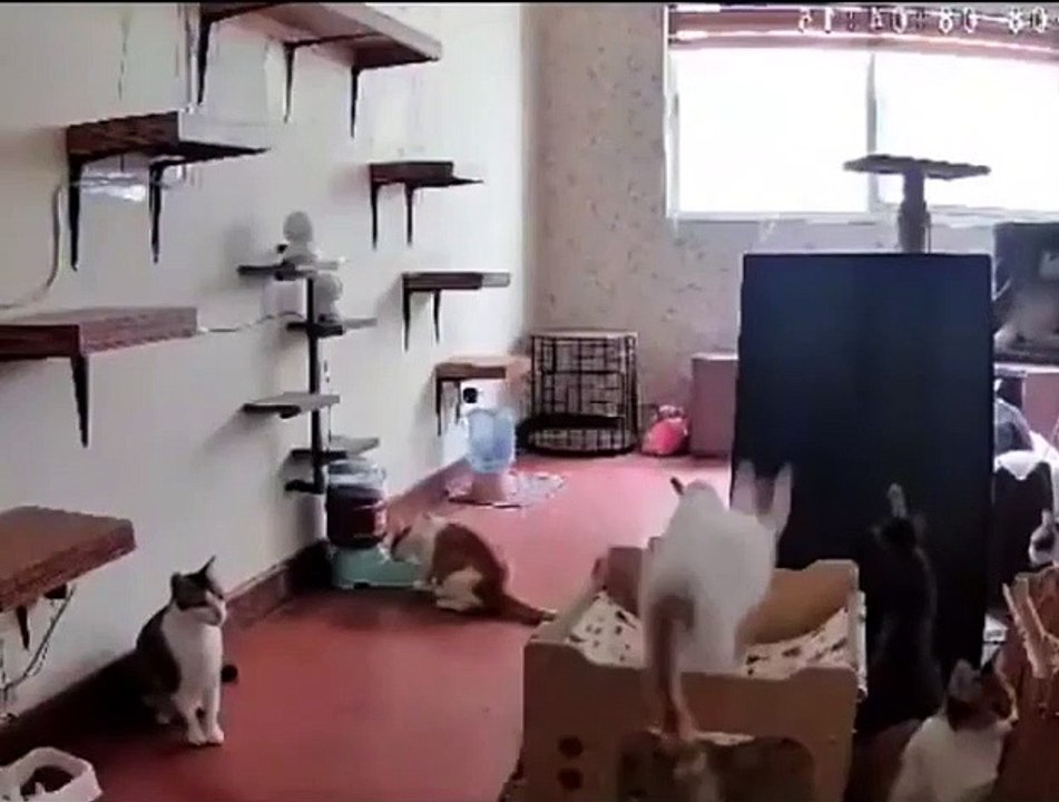 Panique de chats