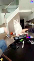 Because of receiving so much love, the cat became angry