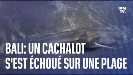 Un cachalot de 18 mètres s’est échoué sur une plage de Bali