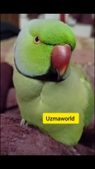 Talking parrot |bolna wala mitto
