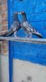 Royal Teddi Breeder Pair With Full Purely Condition World No 1 Breed !Pigeons Gallay  #PAkistanipigeons