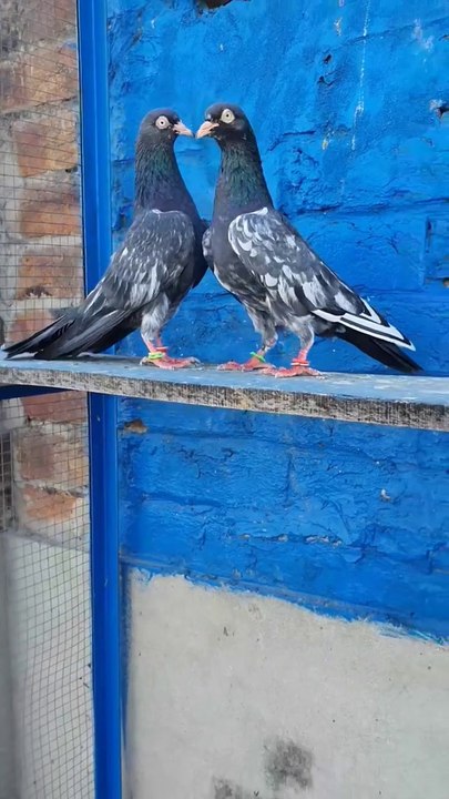 Royal Teddi Breeder Pair With Full Purely Condition World No 1 Breed !Pigeons Gallay  #PAkistanipigeons