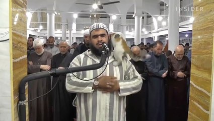 A cat joins a Ramadan prayer as Muslims celebrate the holy month