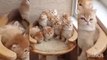 Your Heart will definitely melt after watching these cute kittens  ♥