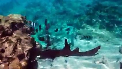 Trailer do documentário - Mulheres na Conservação