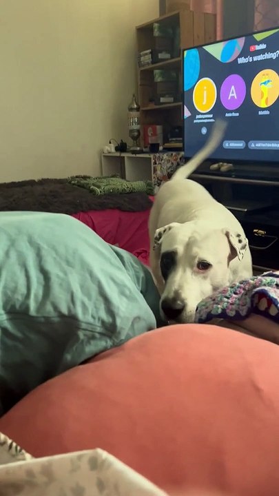 Dog Wants to Kiss Mom's Pregnant Belly Too