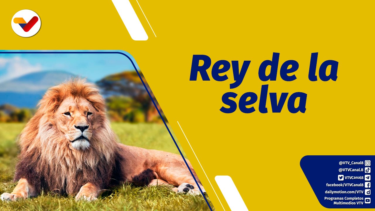 Punto de Encuentro | El león rey de la selva