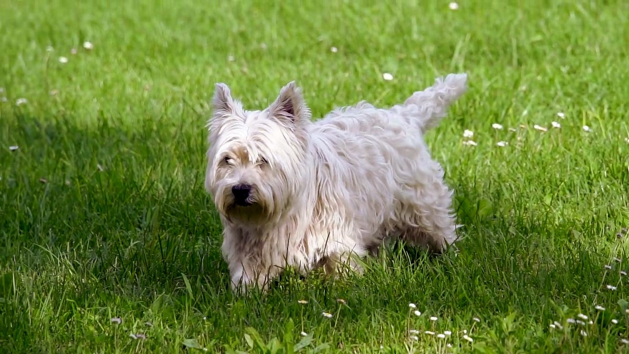 Cute dog