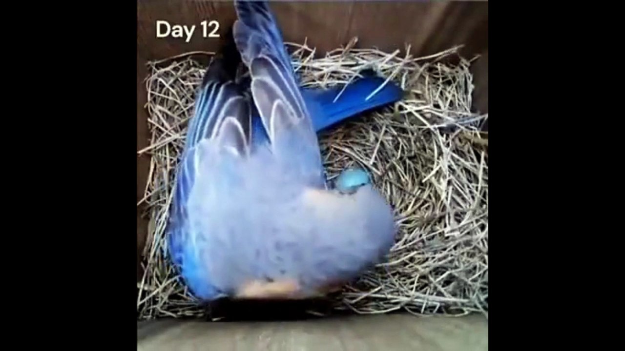 ننھی سی جان اللہ کی شان Bird Baby Birth سبحان اللہ