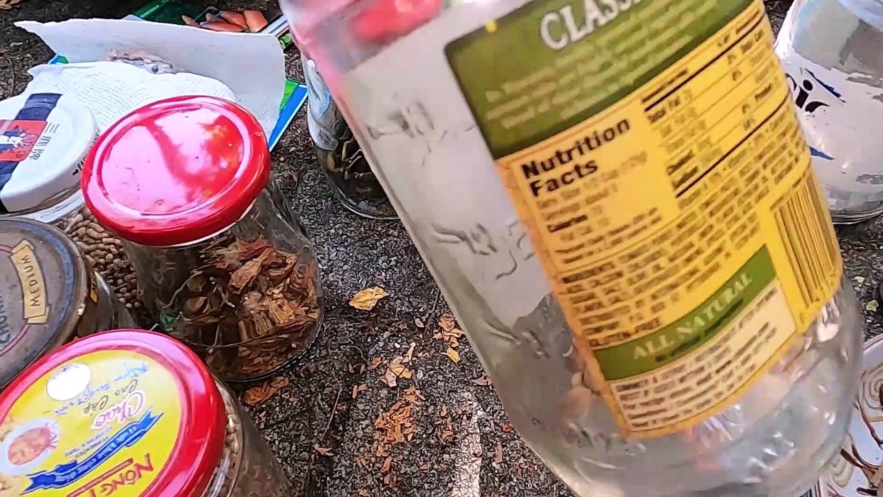 Vegetable Seeds Part 2