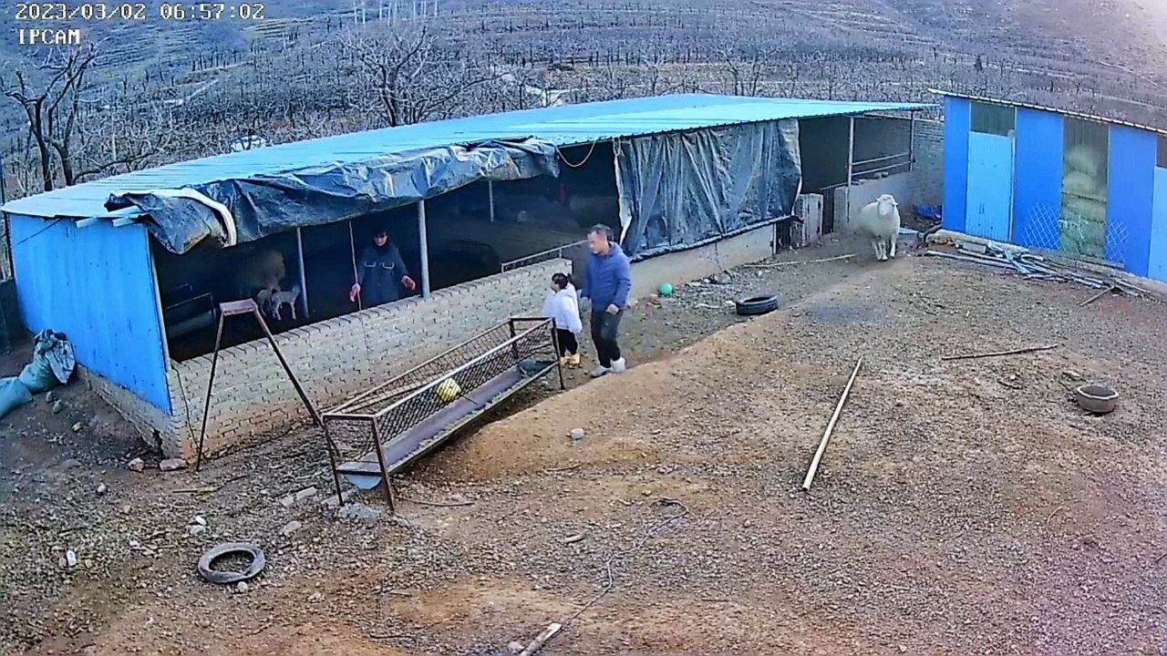 Sheep Hit man Hardly