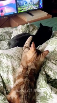 Funny Cats Won't Let You Down Animals Lol Moments #funnyanimals #funnycats #shortsn1080p