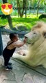 cute baby| Lion | Lion and Baby