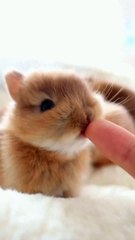 Cute bunnies