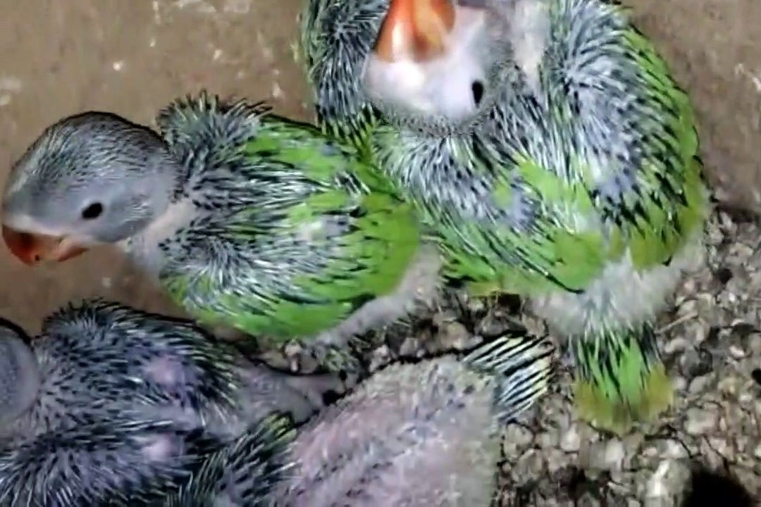 Green pahari tota or love birds video Dailymotion