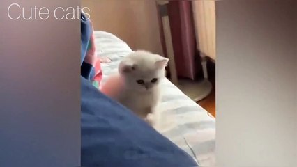 Funny cats| cats cute | pets