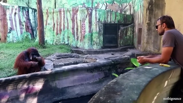 These Funny Animals Videos That Will Make You Laughing So Hard