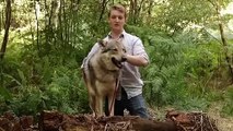 الأرجنتيني الكلب ضد اثنين من الذئاب قتال حقيقي حتى الموت