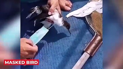 40 الحيوانات التي طلبت من الناس المساعدة