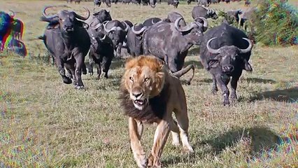 10 animaux qui peuvent facilement tuer un lion