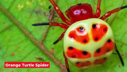 10 animaux uniques que vous ne croirez pas exister