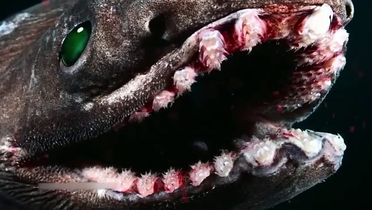 If These Strange Creatures Were Not Filmed, No One Would Believe Them