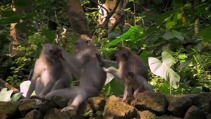 He Never Stood A Chance... Animal Fights Caught on Camera!