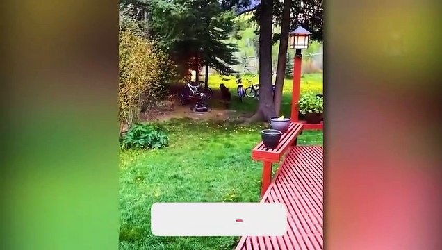 Quand les animaux se sont trompés avec le mauvais adversaire