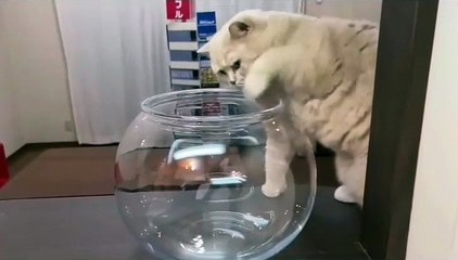 cute and funny cat videos to keep you smiling