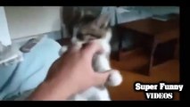 New FUNNY CATS, FUNNY DOGS, FUNNY PRANKS VIDEOS 2015 Part 13