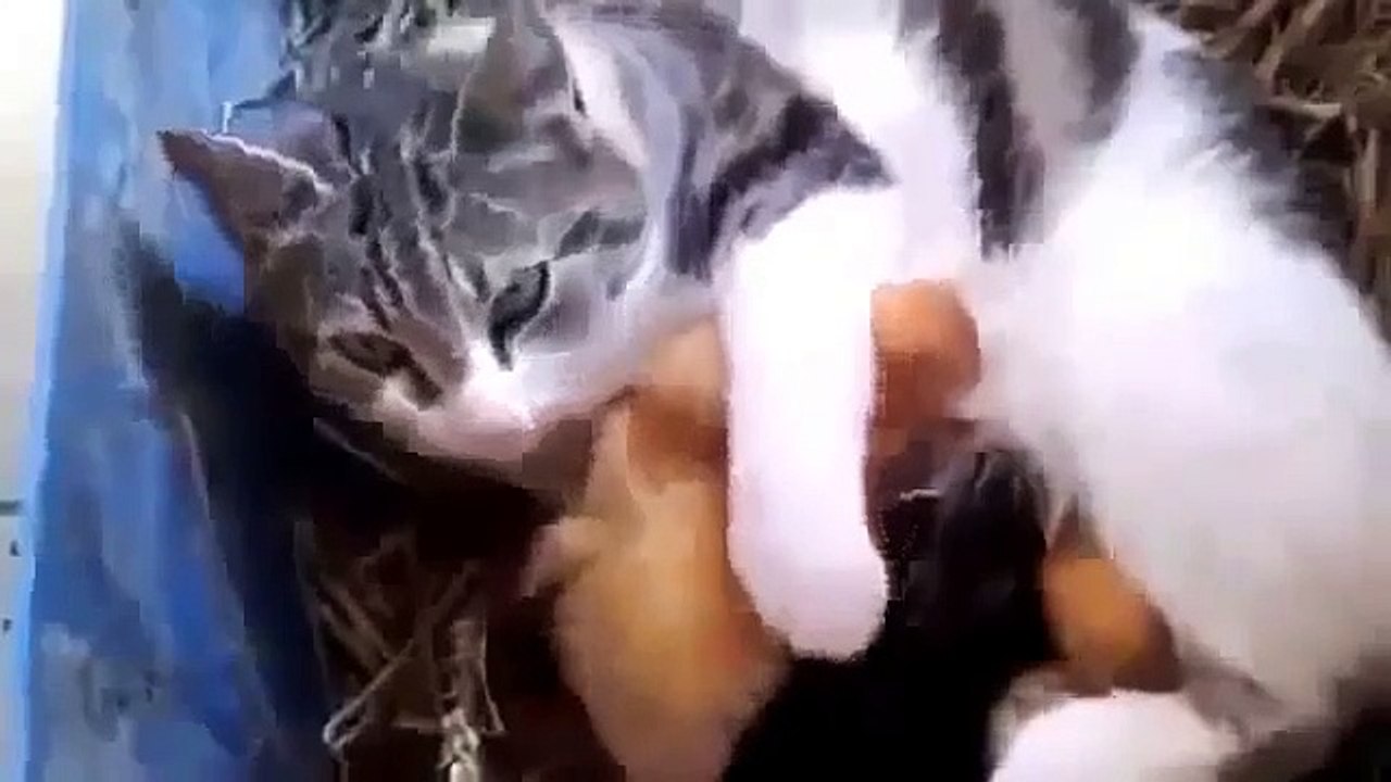 Funny cat videos Cat Adopts Baby Ducks Funny Animal Videos funny videos