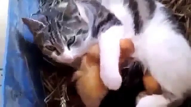 Funny cat videos Cat Adopts Baby Ducks Funny Animal Videos funny videos