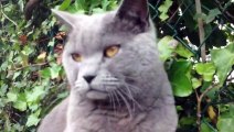Chat chartreux grognon qui se prend pour Grumpy Cat