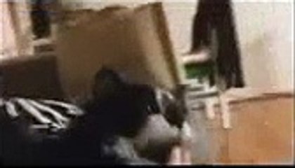 Funny Cats, Funny Videos, Funny Animal, Animal (Fictional Character), animal, Cats