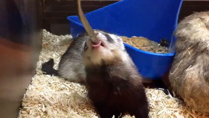 Mignon Furet qui boit de l'eau